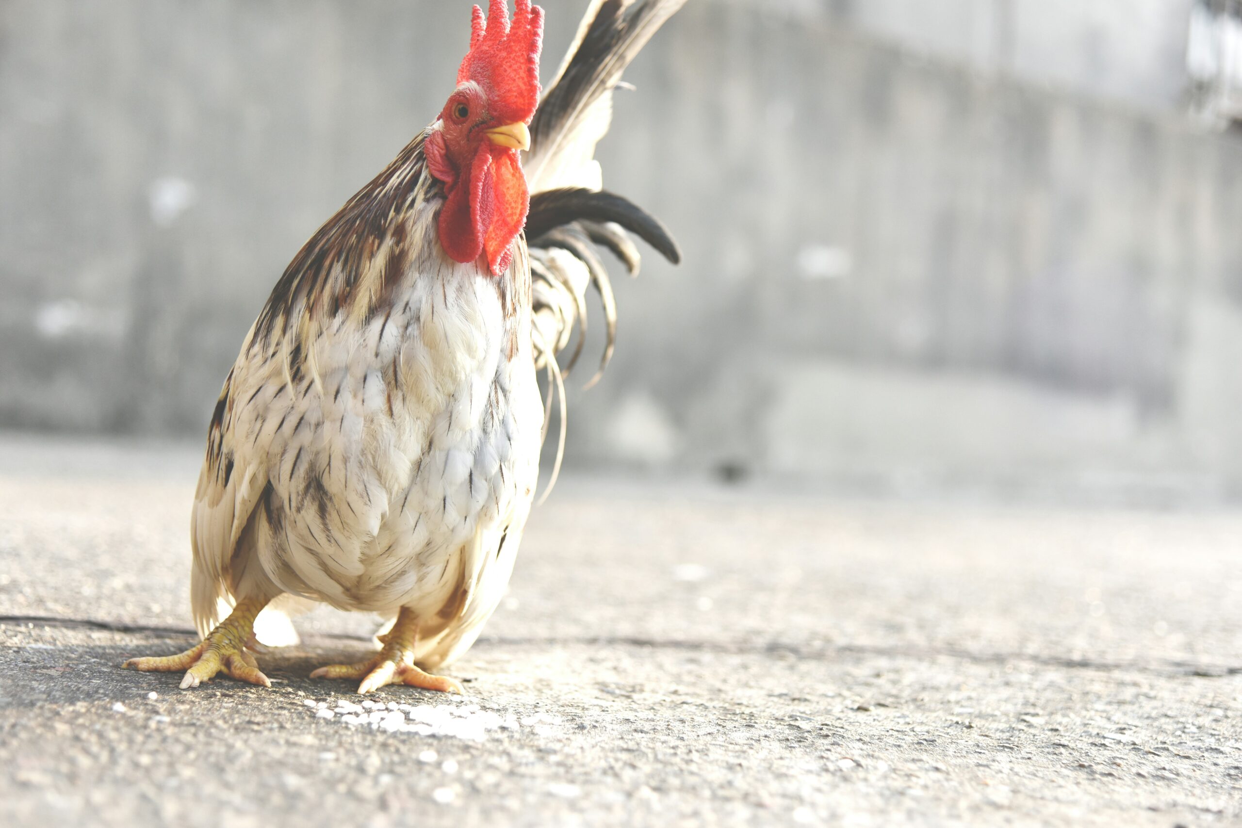 Discovering the Padovana Chicken: A Jewel of Italian Poultry