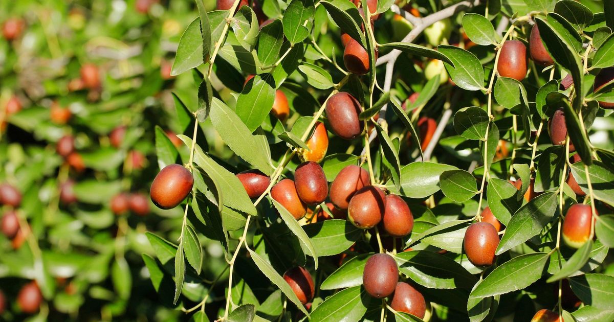 10 Incredible Benefits of Žižole You Didn’t Know